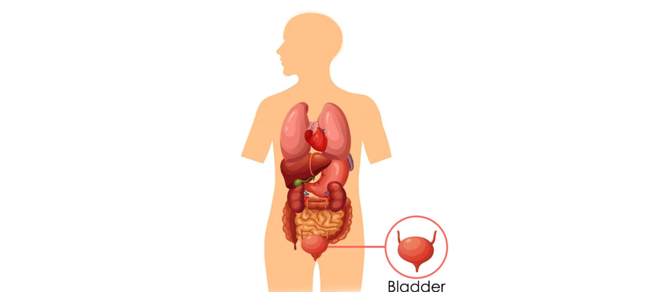 The Bladder According to Chinese Medicine | SI EN Medicare⁺
